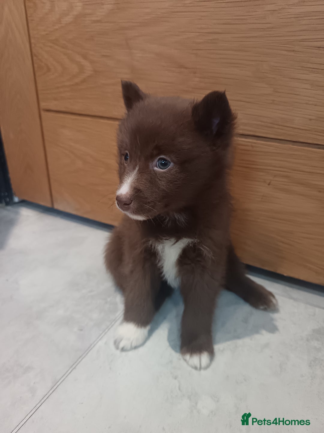 Pomsky dogs for sale: Amazing puppys - Advert 22