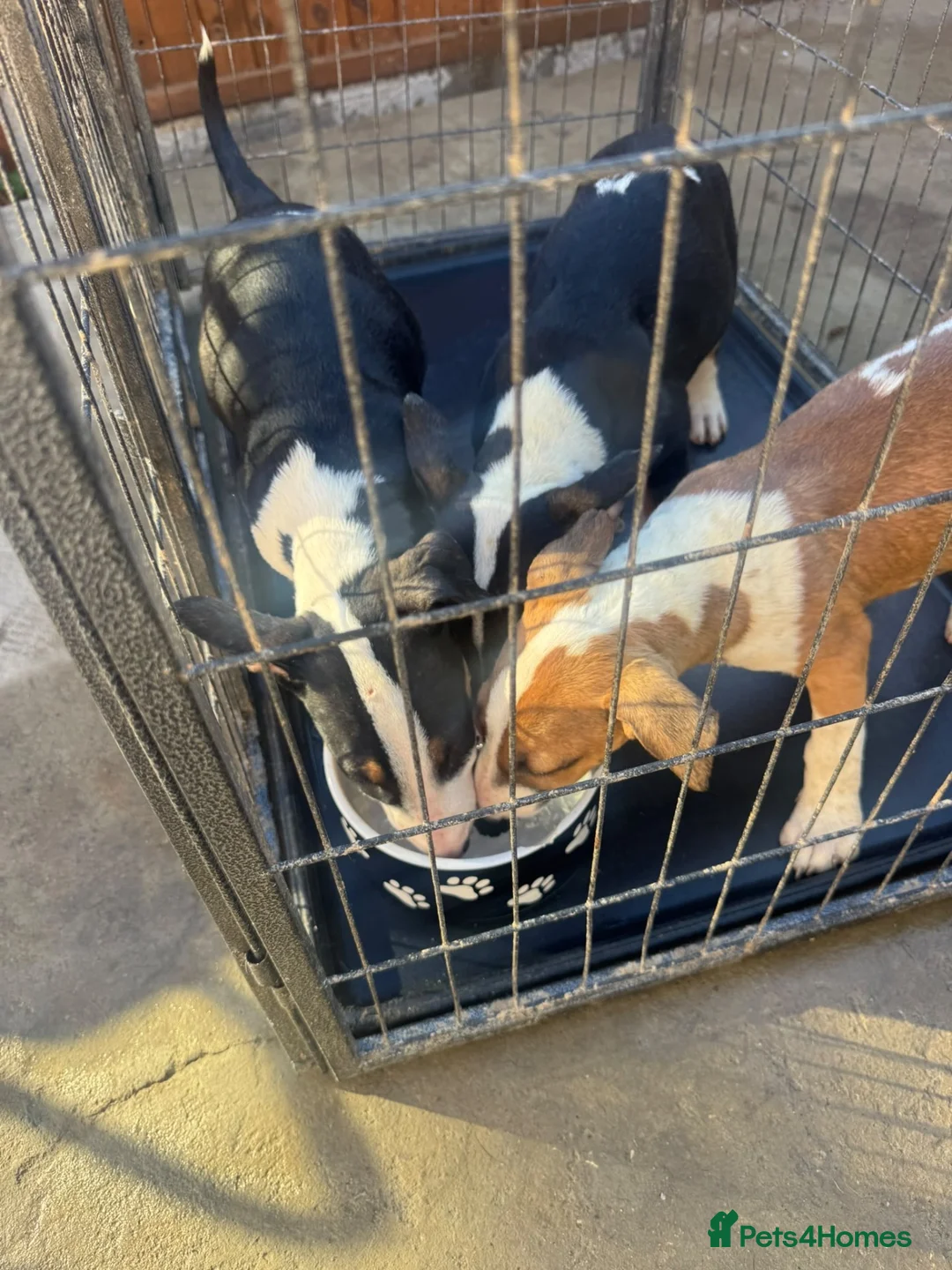 English Bull Terrier dogs for sale: English bull terriers puppies - Advert 2