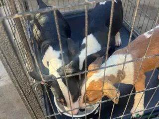 Bull Terrier dogs English bull terriers puppies - Advert 2