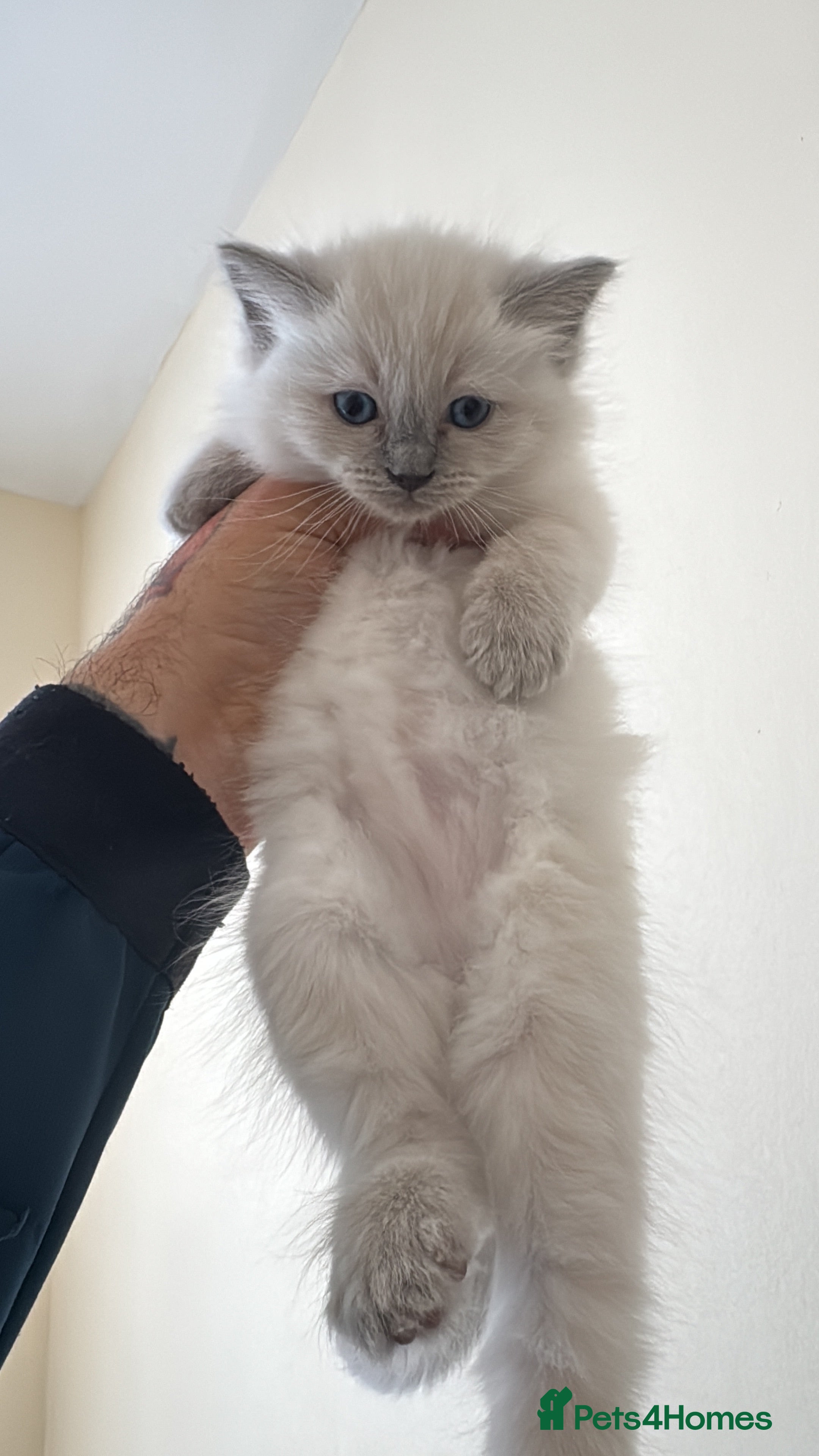 Ragdoll cats Gorgeous Ragdoll Kittens Looking for Loving Homes - Advert 2