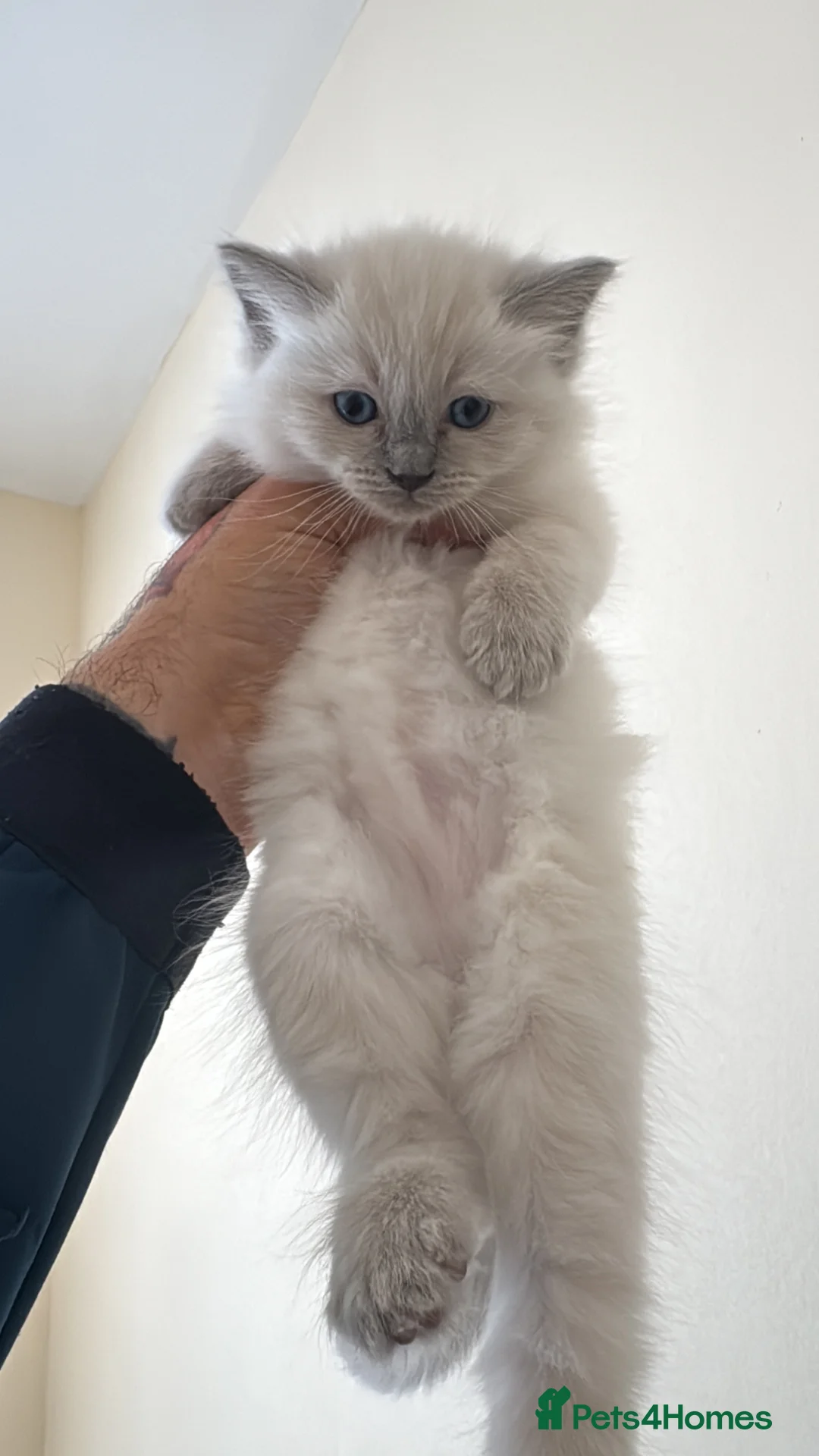 Ragdoll cats for sale: Gorgeous Ragdoll Kittens Looking for Loving Homes - Advert 2