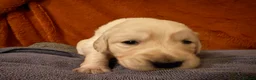 Golden Retriever dogs for sale: KC Golden retriever pups, fame & champion lines - Advert 27