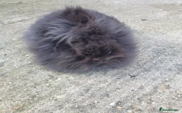Lionhead rabbits for sale: Doublemane Lionhead - Image 5