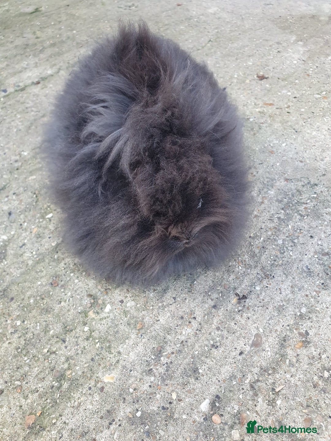 Lionhead rabbits for sale: Doublemane Lionhead - Image 5