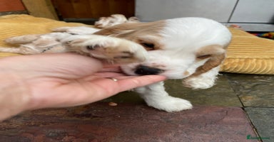 Cocker Spaniel dogs - Advert 9