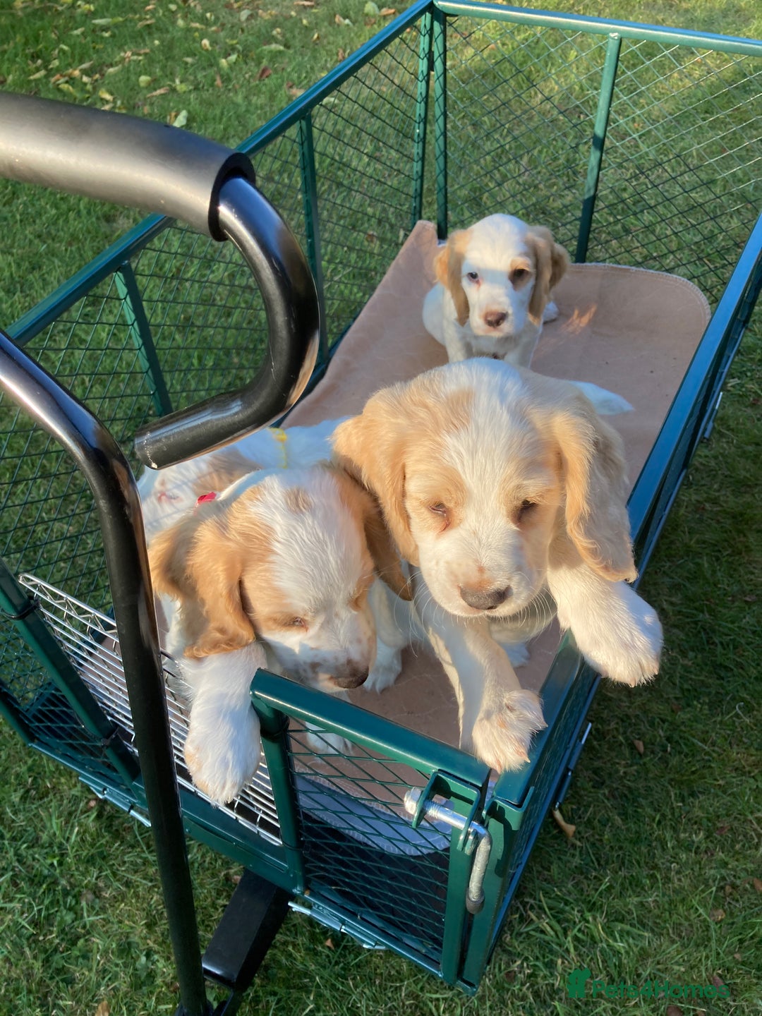 Cocker Spaniel dogs for sale: Cocker Spaniels, working type, KC reg, DNA clear - Image 6