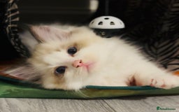 Ragdoll cats for sale: 🐾Tica full pedigree🩷 EU Ragdoll 🐱🐾DNA Clear ❤️ - Image 9