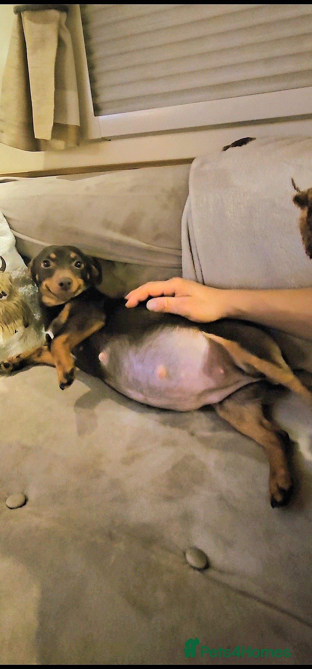 Jack Russell dogs for sale: Pure Breed special colour Jack Russells  - Advert 27