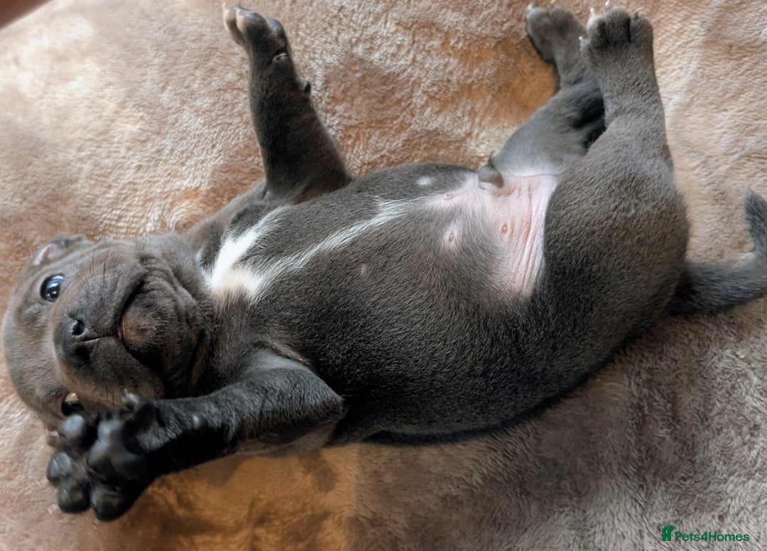 Staffordshire Bull Terrier dogs for sale: Blue Staffordshire bull terrier puppies  - Advert 8
