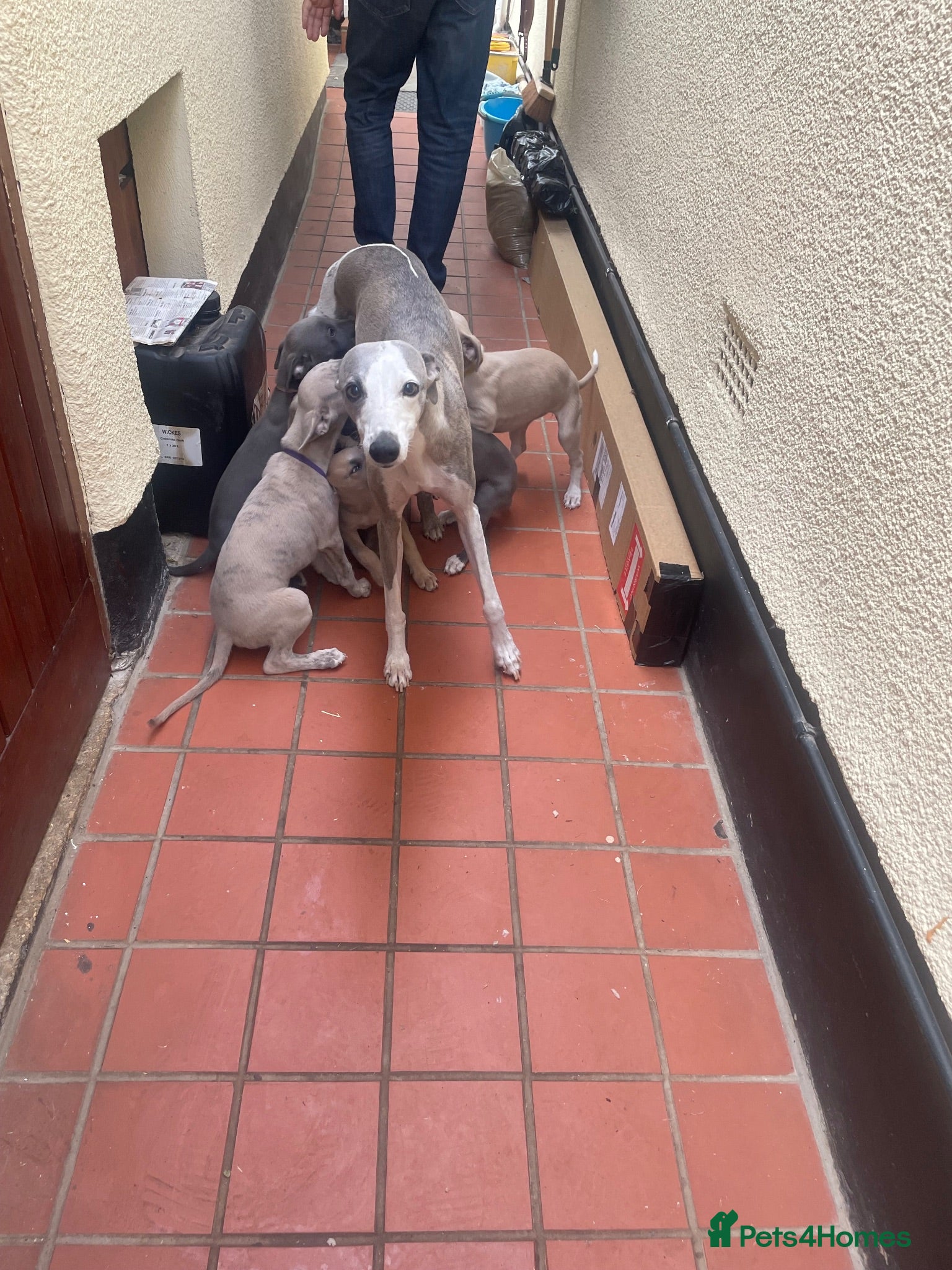 Whippet dogs Whippet puppies - Advert 1