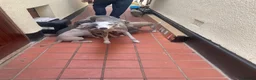 Whippet dogs for sale: Whippet puppies - Advert 1