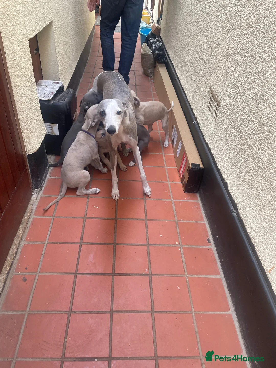 Whippet dogs for sale: Whippet puppies - Advert 1