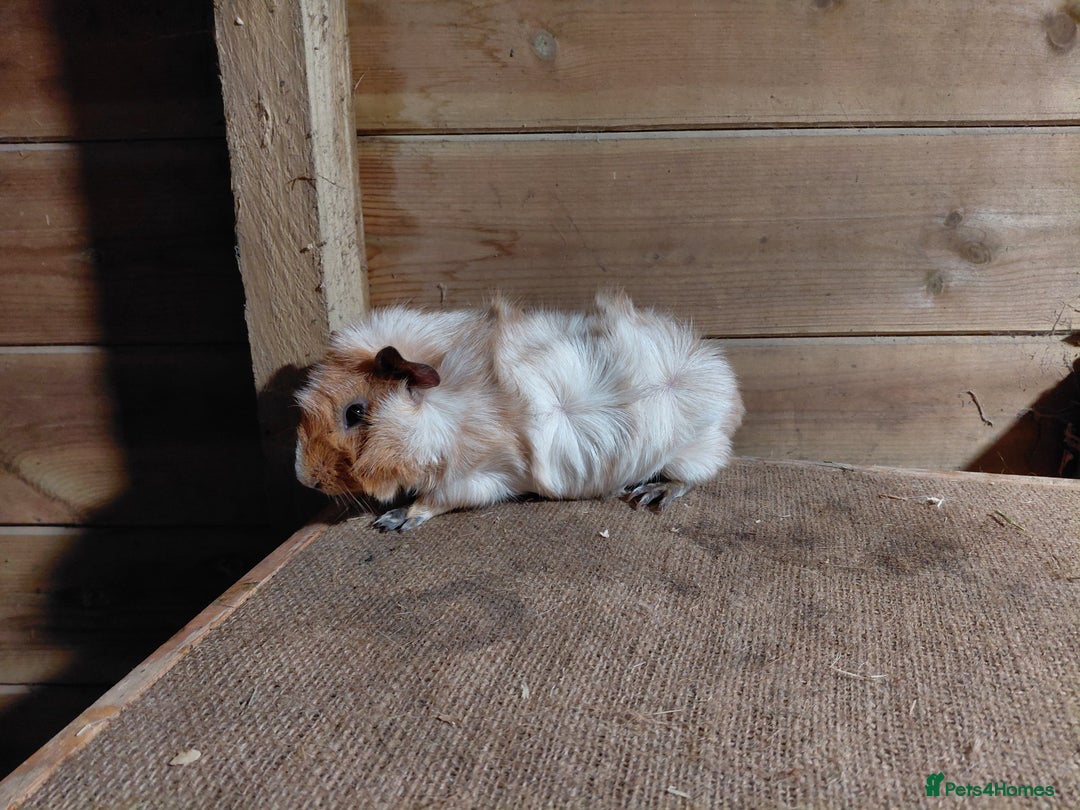 Guinea Pig rodents for sale: Abyssinian Sows (other guinea-pigs also available) - Advert 4
