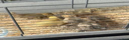 Mixed Breed poultry for sale: Beautiful Runner Duckling Chicks & Bantam Chicks in Bridgwater - Advert 8