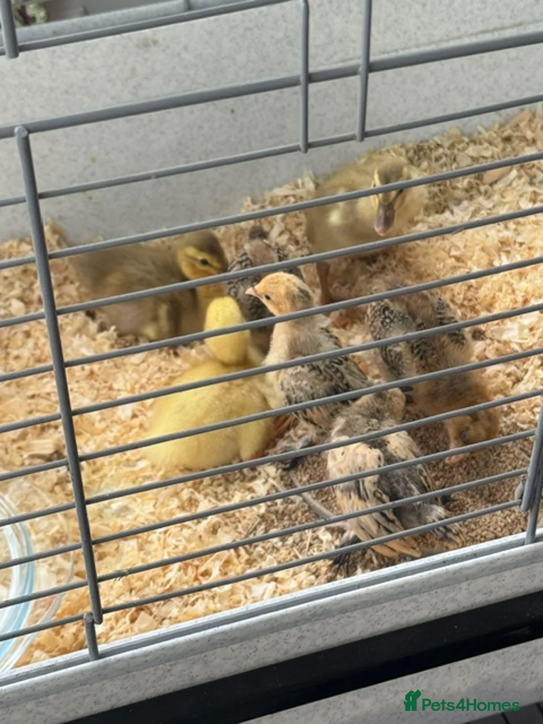 Mixed Breed poultry for sale: Beautiful Runner Duckling Chicks & Bantam Chicks in Bridgwater - Advert 8