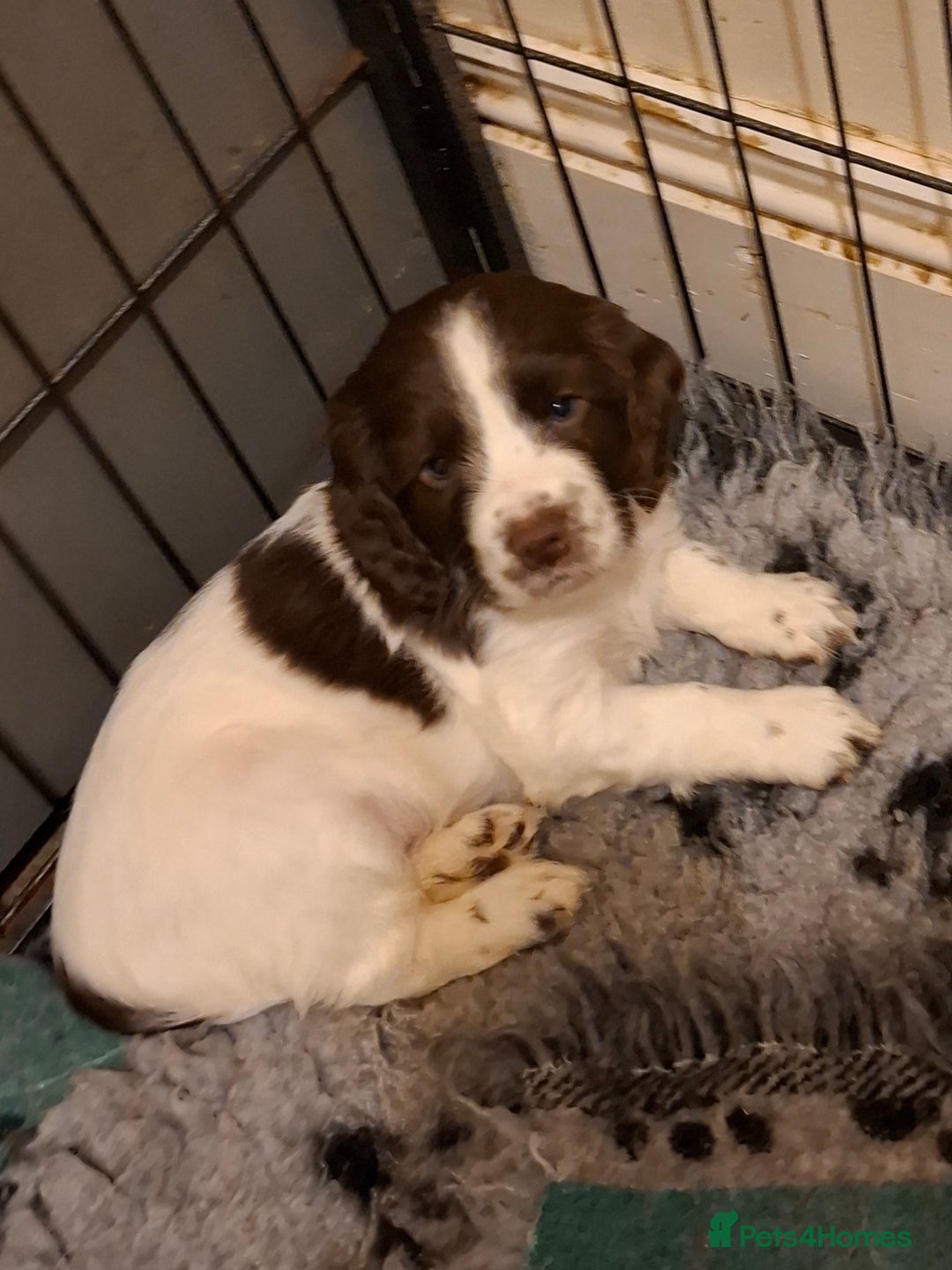 Cocker Spaniel dogs for sale: Cocker spaniel puppies - Advert 4