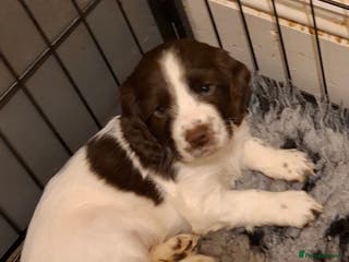 Cocker Spaniel dogs Cocker spaniel puppies - Advert 8