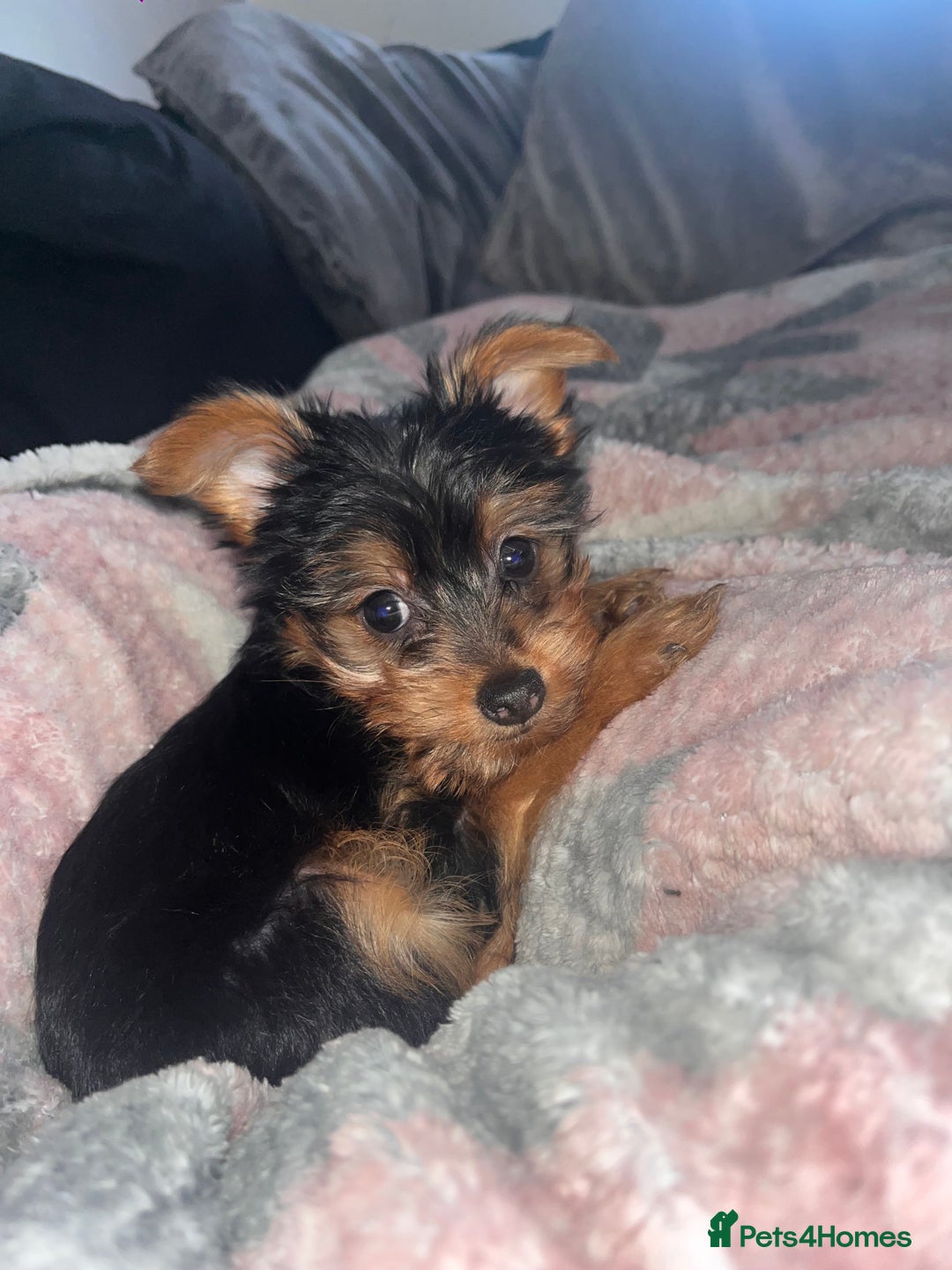 Yorkshire Terrier dogs for sale: 4 Yorkshire terriers for sale  - Advert 14