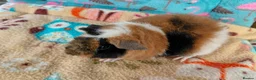 Guinea Pig rodents for sale: Baby Boars in longhaired breeds & teddies  - Advert 4