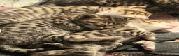 Bengal cats for sale: Beautiful Kittens ready for forever homes. - Advert 3