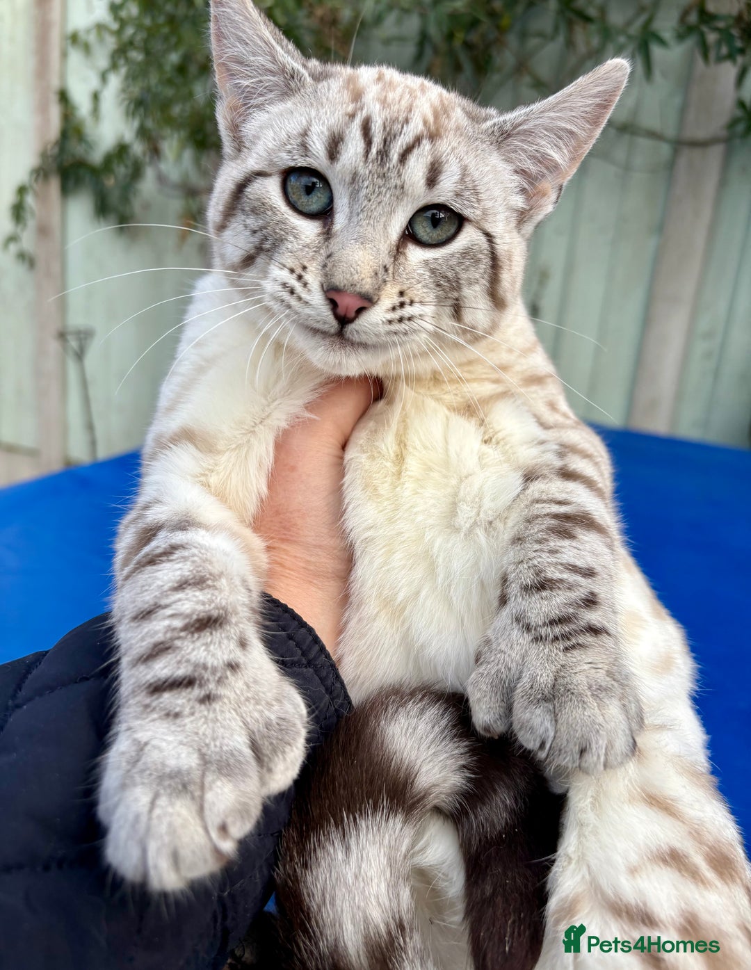 Savannah cats for sale: Superb wild looking snow leopard female  - Advert 6