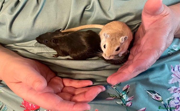 Gerbil rodents - Advert 1