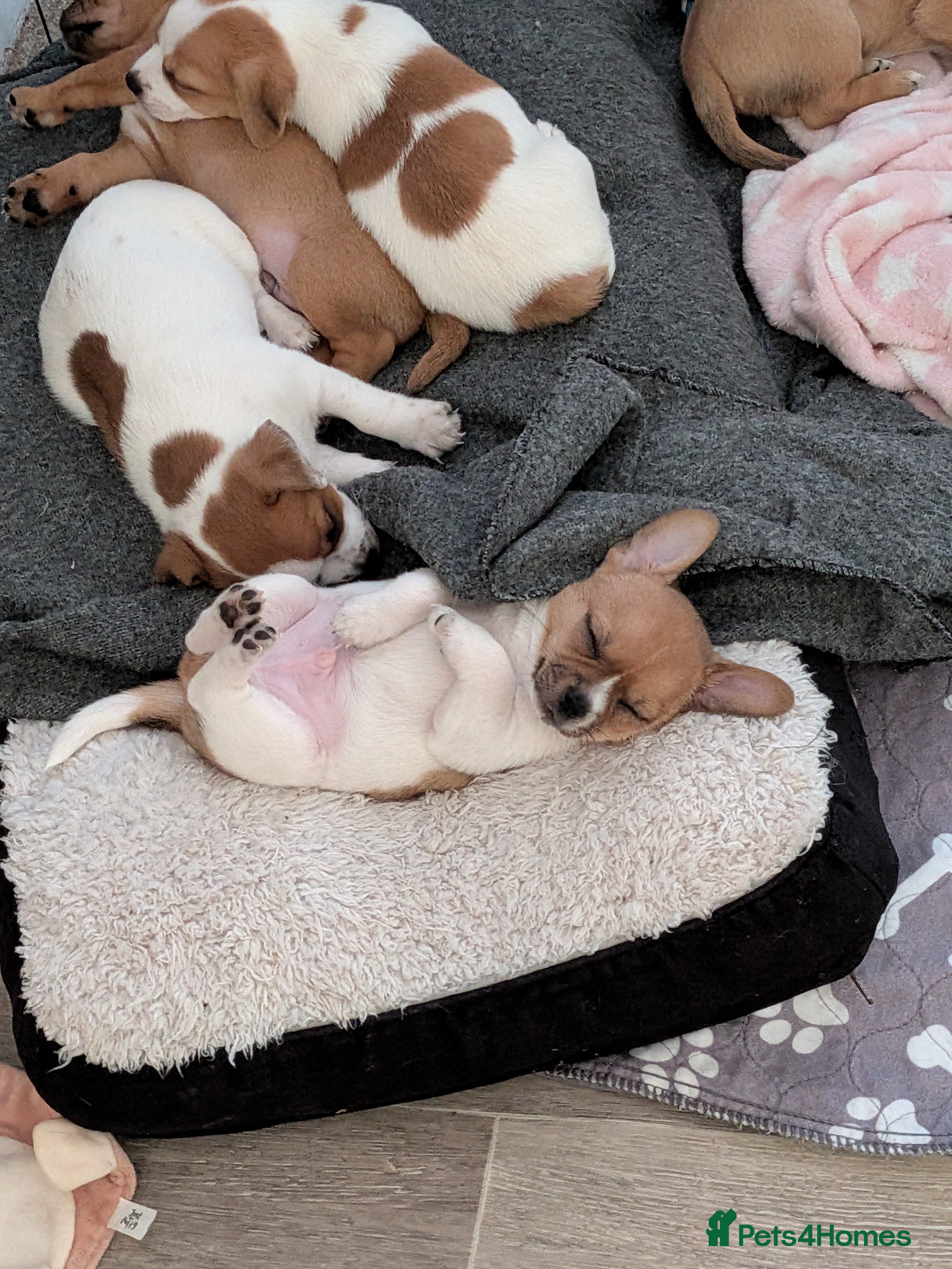 Jack Chi dogs 7 Jack Chi Puppies - Advert 2