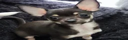 Chihuahua dogs for sale: Heart stopping life changing babies!  - Advert 5