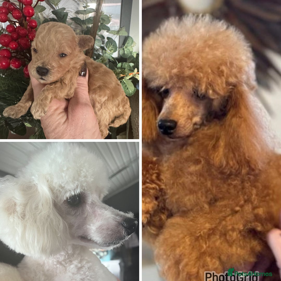 Toy Poodle dogs for sale: KC STUNNING TRUE TOY POODLES  - Advert 1