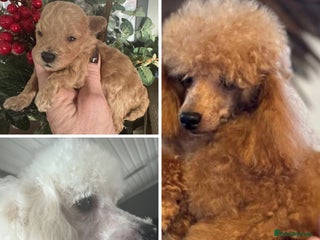 Toy Poodle dogs for sale: KC STUNNING TRUE TOY POODLES - Advert 1