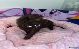 Cockapoo dogs for sale: Cockapoo puppies for sale - Image 11