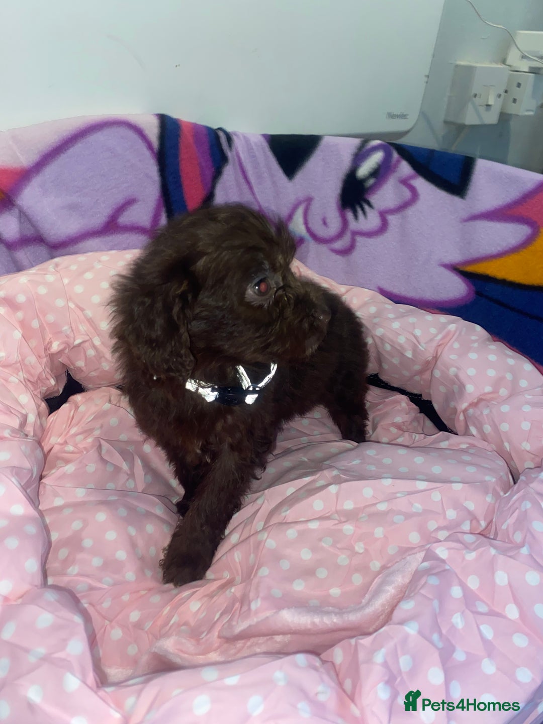 Cockapoo dogs for sale: Cockapoo puppies for sale - Image 11