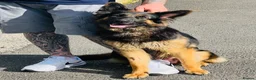 German Shepherd dogs for sale: KC registered German shepherd puppies.  - Advert 2
