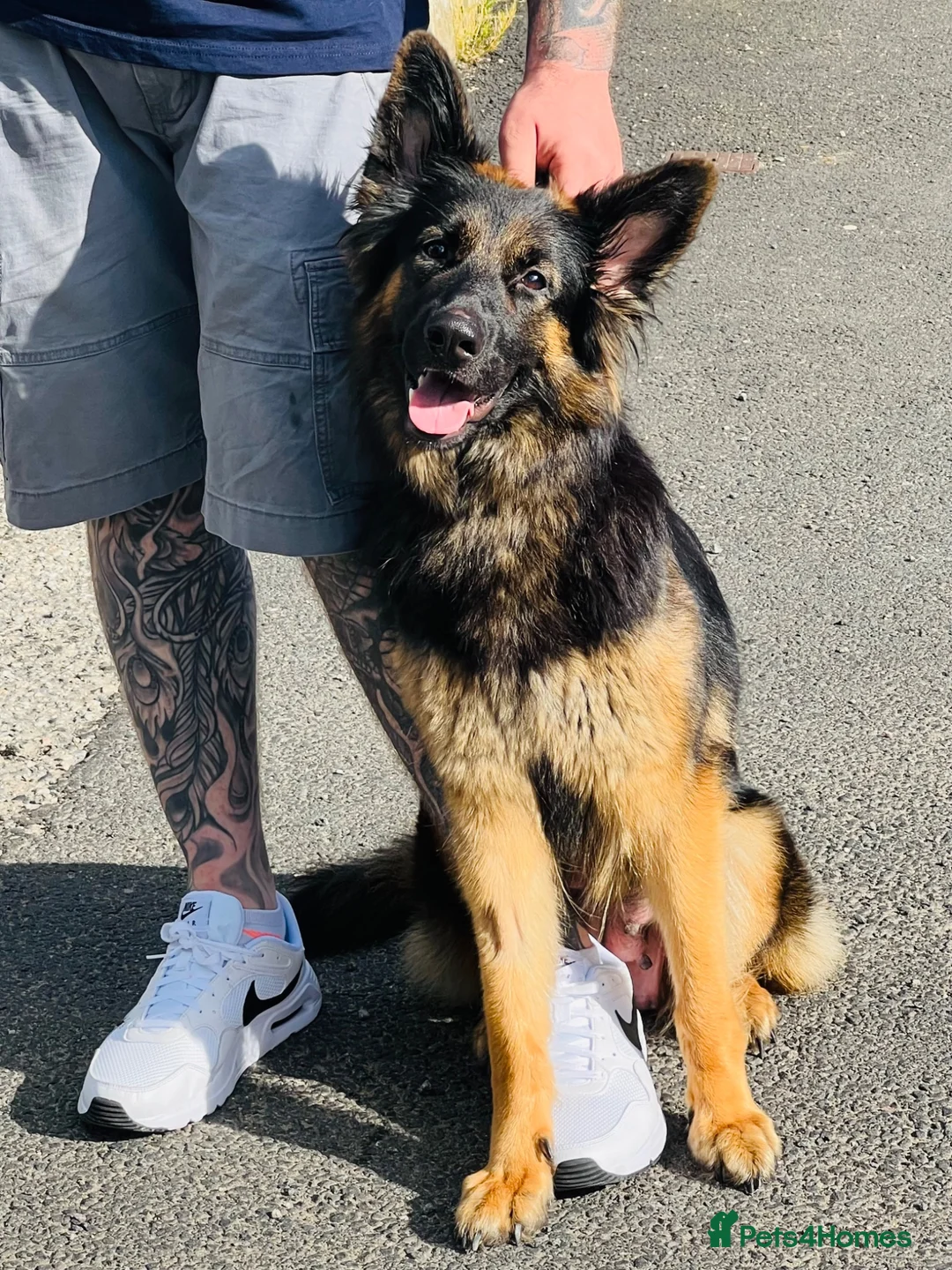 German Shepherd dogs for sale: KC registered German shepherd puppies.  - Advert 2