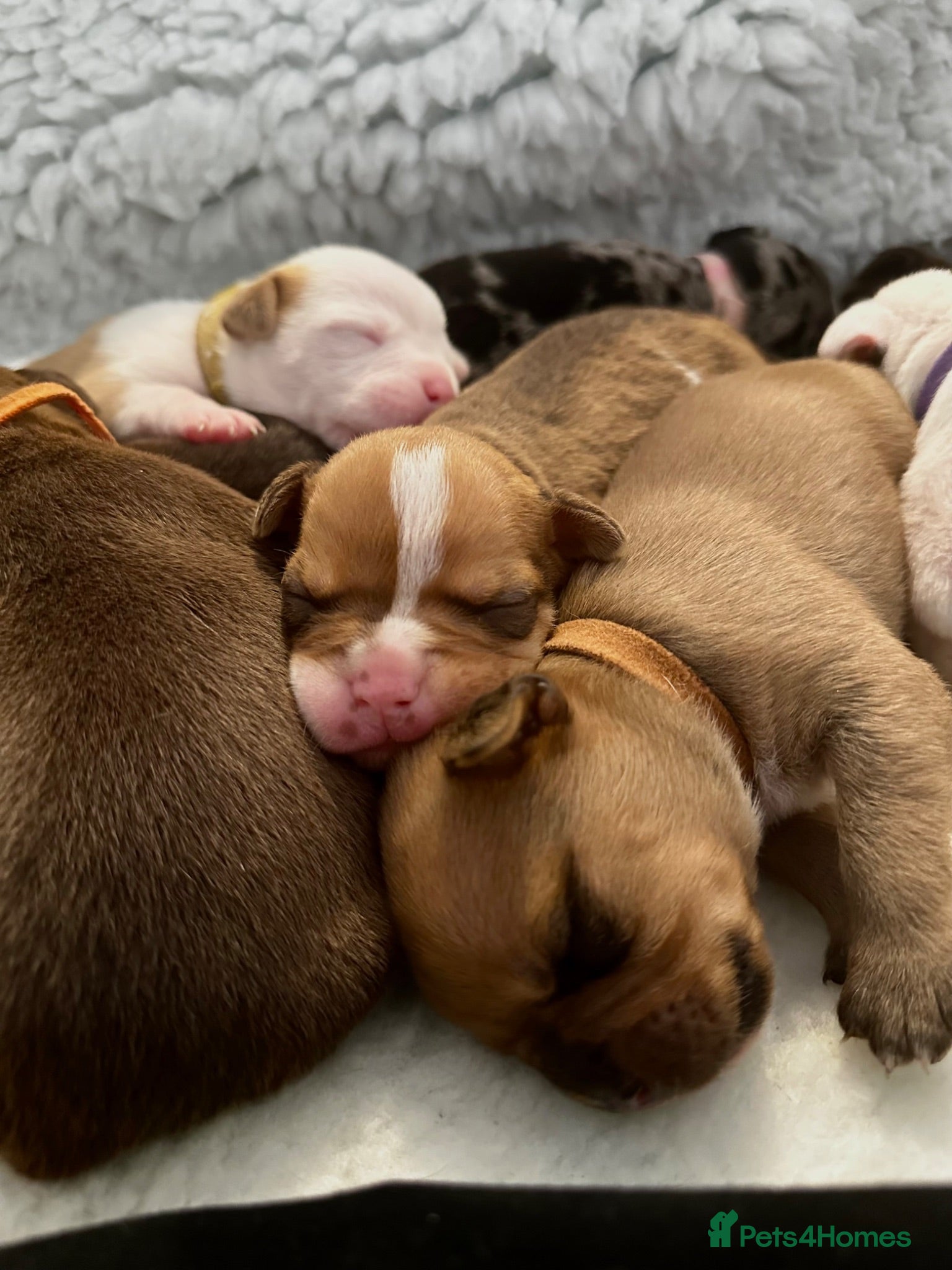 Mixed Breed dogs 🐾 AMERICAN BULLDOG X OLD ENGLISH BULLDOG PUPPIES - Advert 12