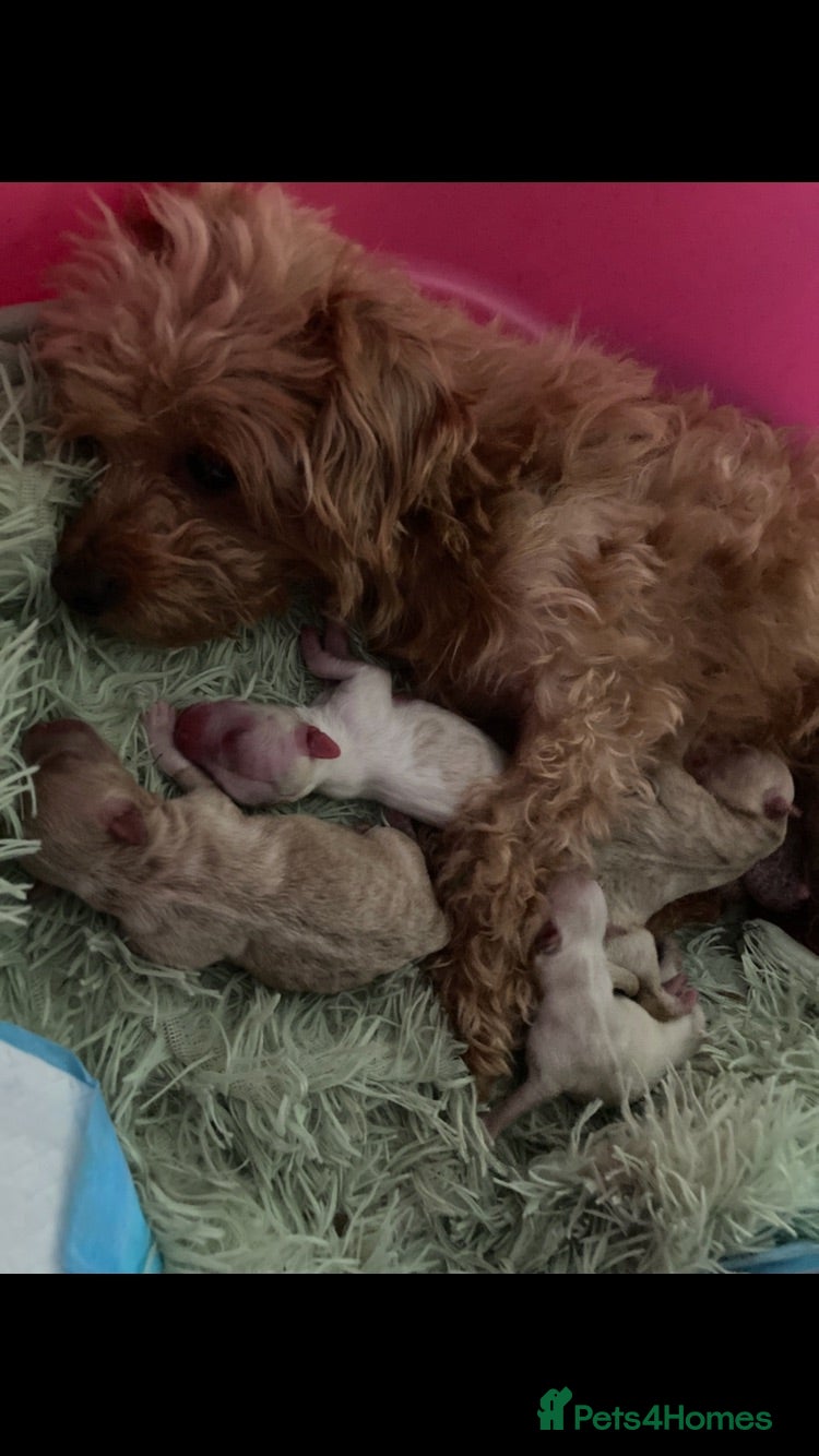 Mixed Breed dogs loving Puppy’s for sell  - Advert 1