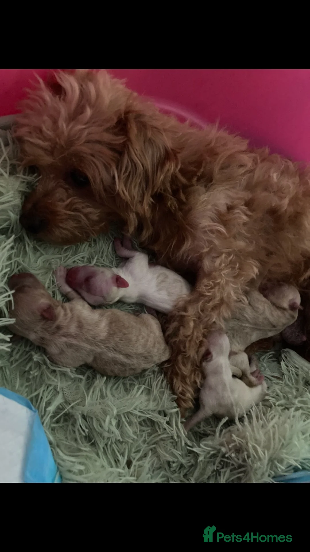 Mixed Breed dogs for sale: loving Puppy’s for sell  - Advert 1