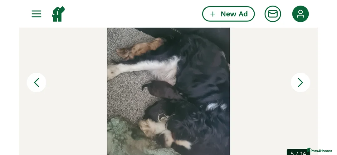 Cavapoo dogs for sale: Cavapoo puppy - Advert 4