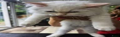 Ragdoll 2