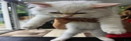 Ragdoll cats for sale: Ragdoll kittens for sale in Broxbourne - Advert 4