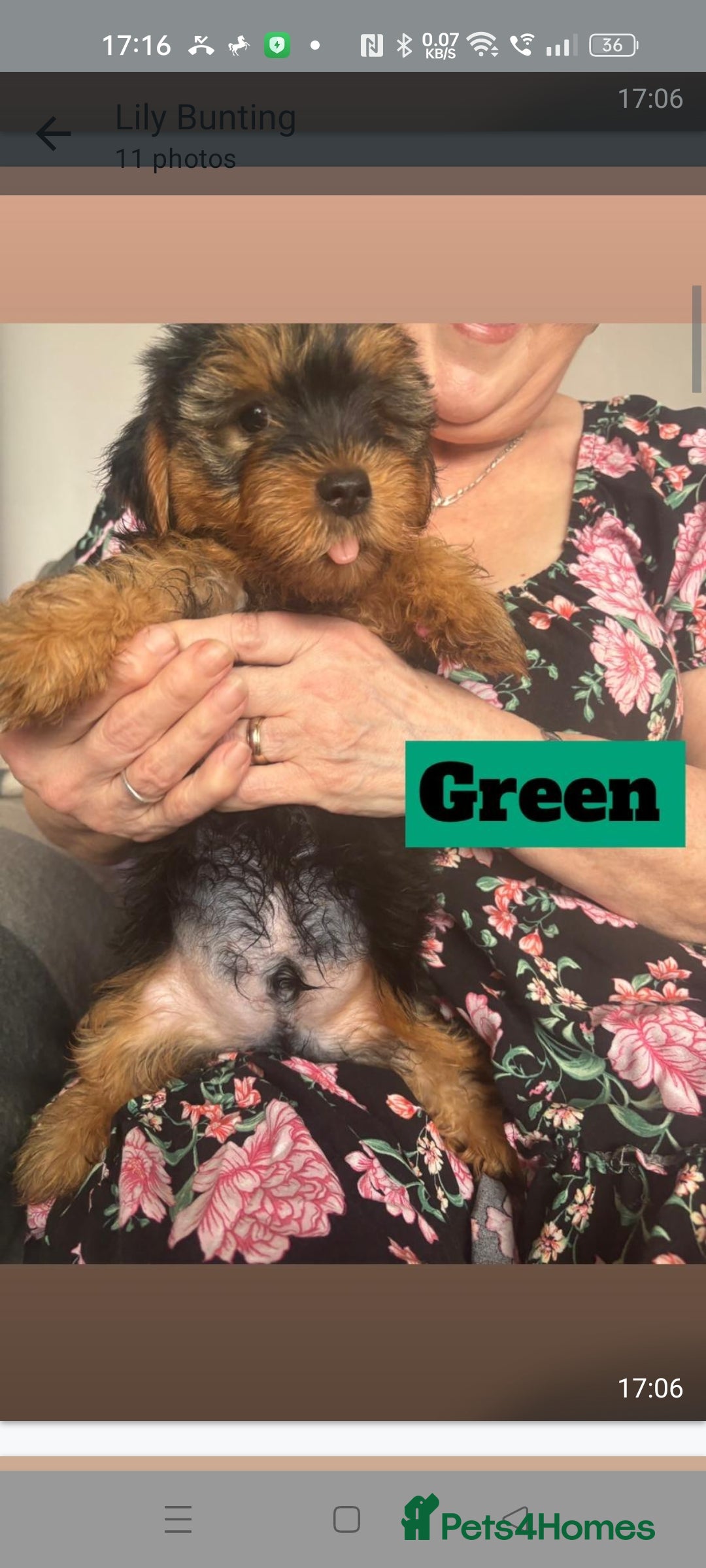 Yorkshire Terrier dogs for sale: Yorkshire Terrier puppies one boy and one girl. in Southampton - Image 10
