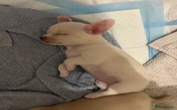 Chihuahua dogs for sale: Chilhuahua puppies  - Image 17