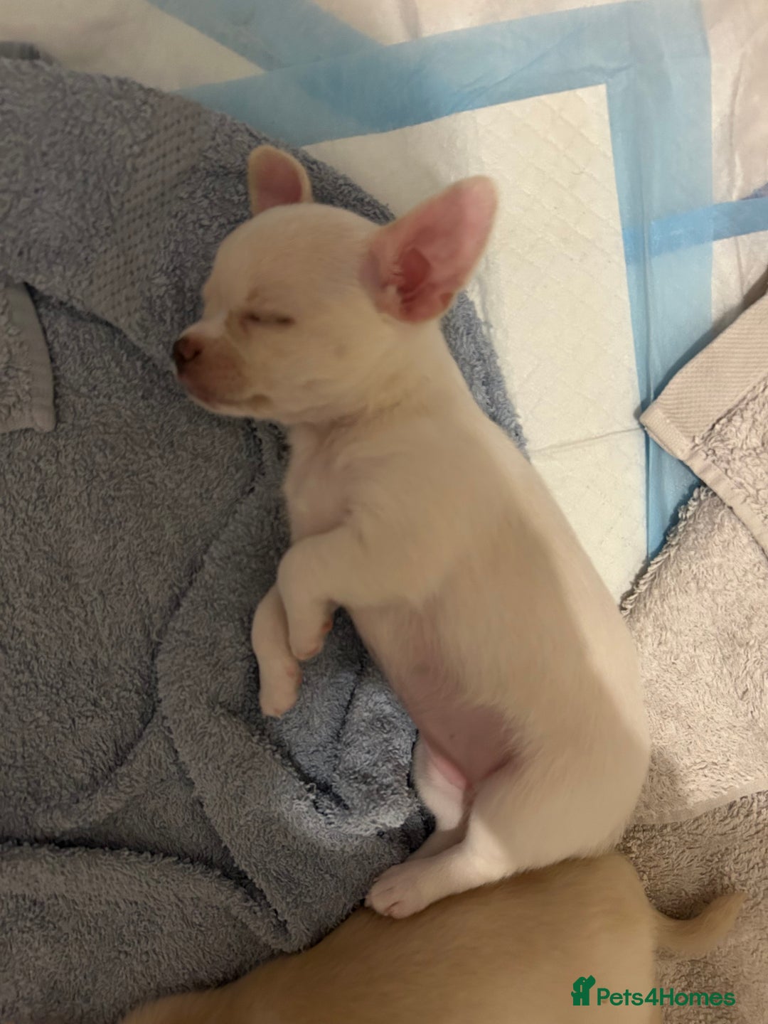 Chihuahua dogs for sale: Chilhuahua puppies  - Image 17