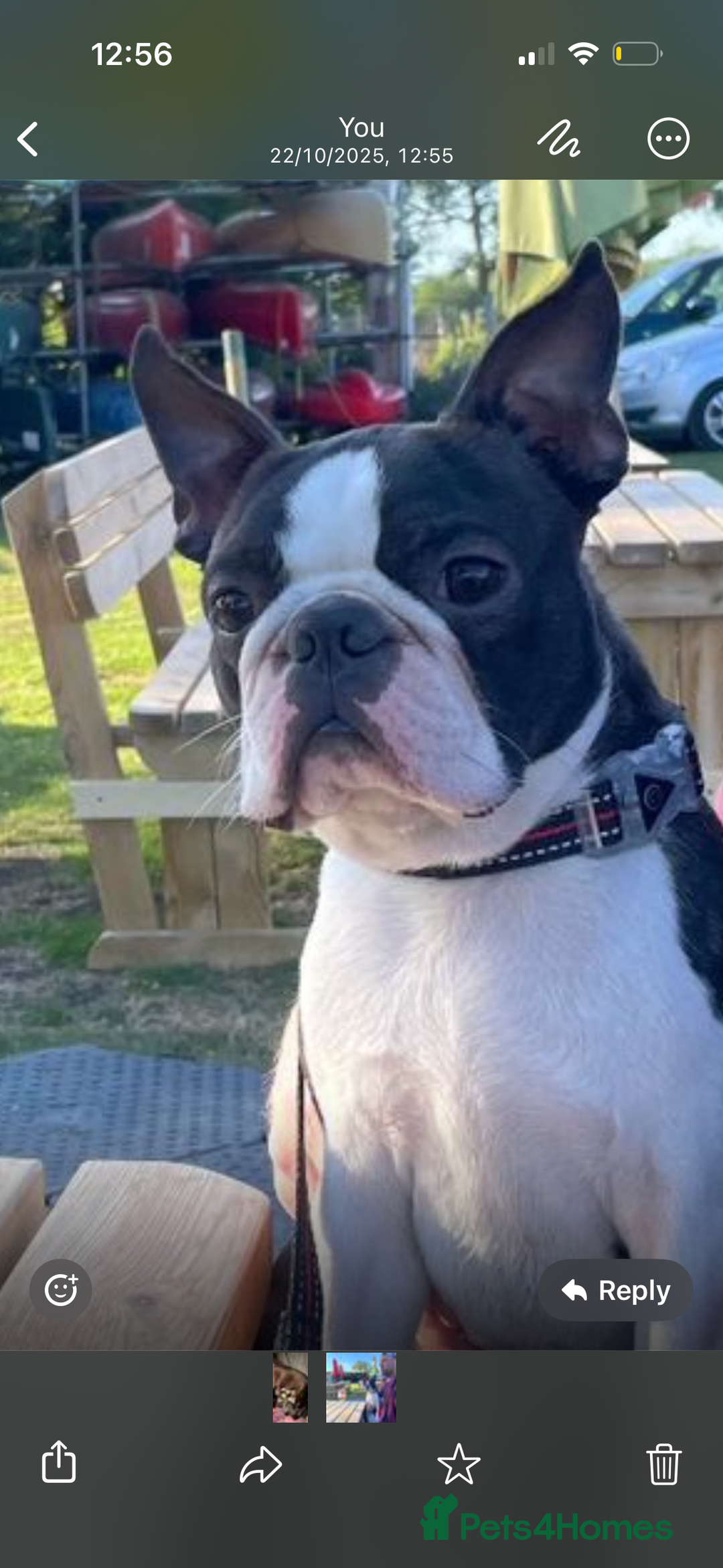 Boston Terrier dogs for sale: Kc reg true to type Boston terrier puppies - Image 6