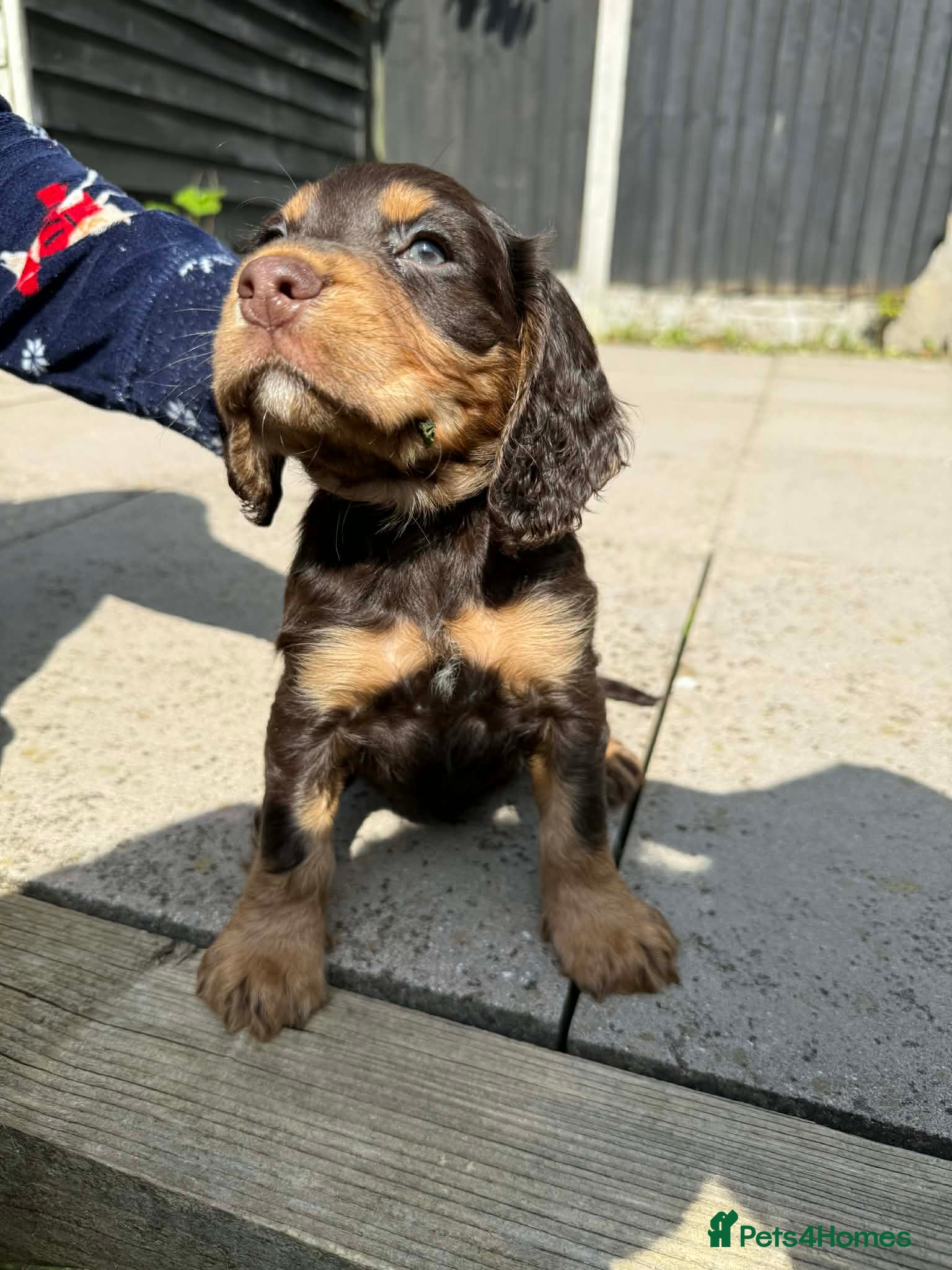 Cocker Spaniel dogs 2 boys left! Beautiful chocolate and tan cockers  - Advert 1