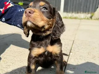 Cocker Spaniel dogs 2 boys left! Beautiful chocolate and tan cockers - Advert 1