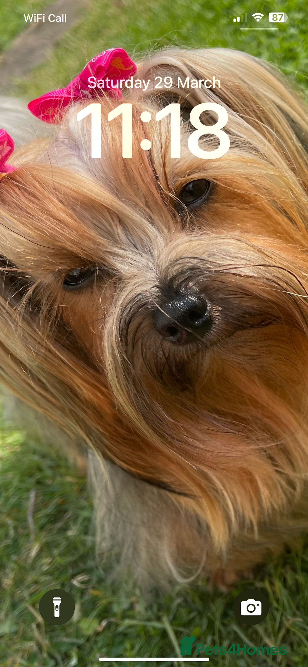 Yorkshire Terrier dogs for sale: Absolutely adorable mini yorkie puppies  - Image 32