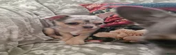 Chihuahua dogs for sale: A Delightful litter of tiny Chihuahua puppies.  - Advert 3