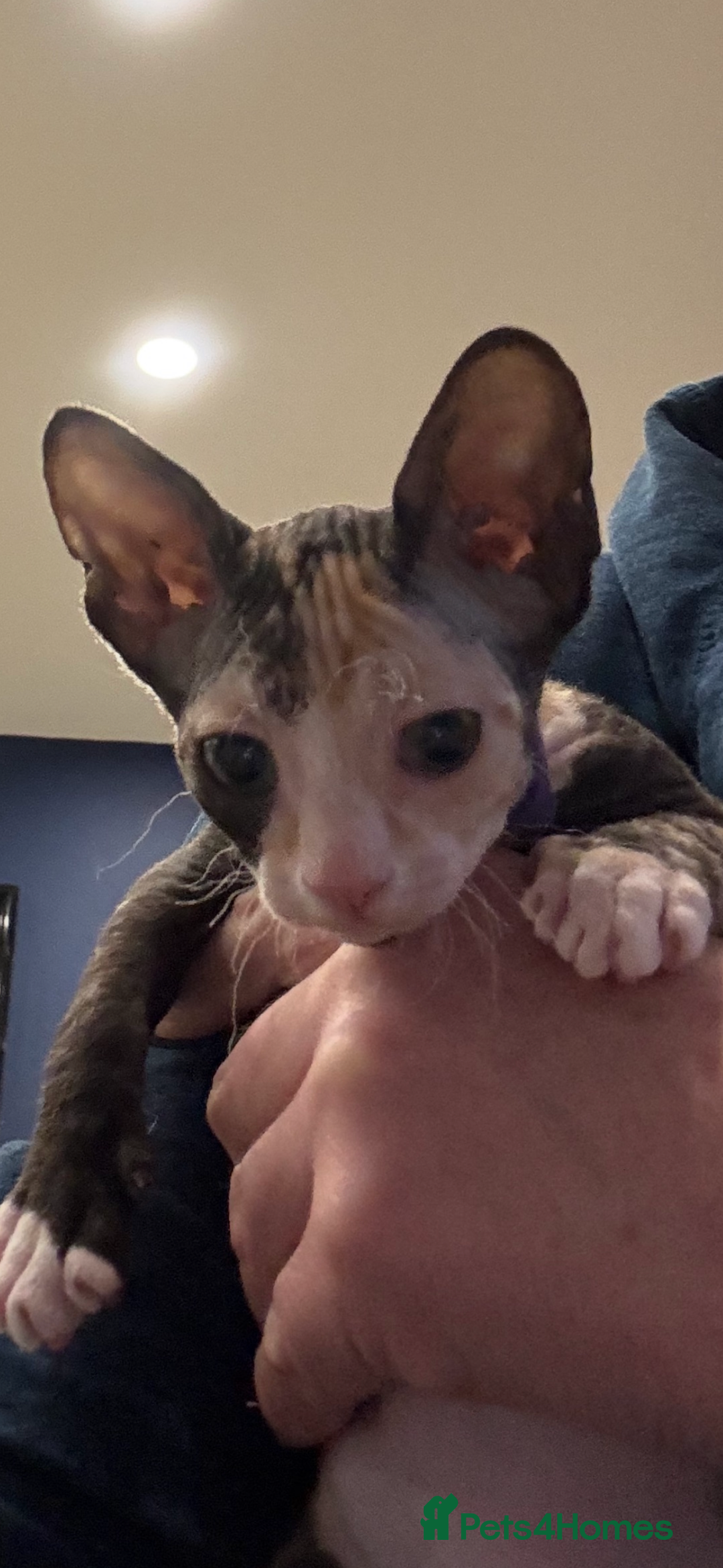 Sphynx cats for sale: Donskoy - Advert 23