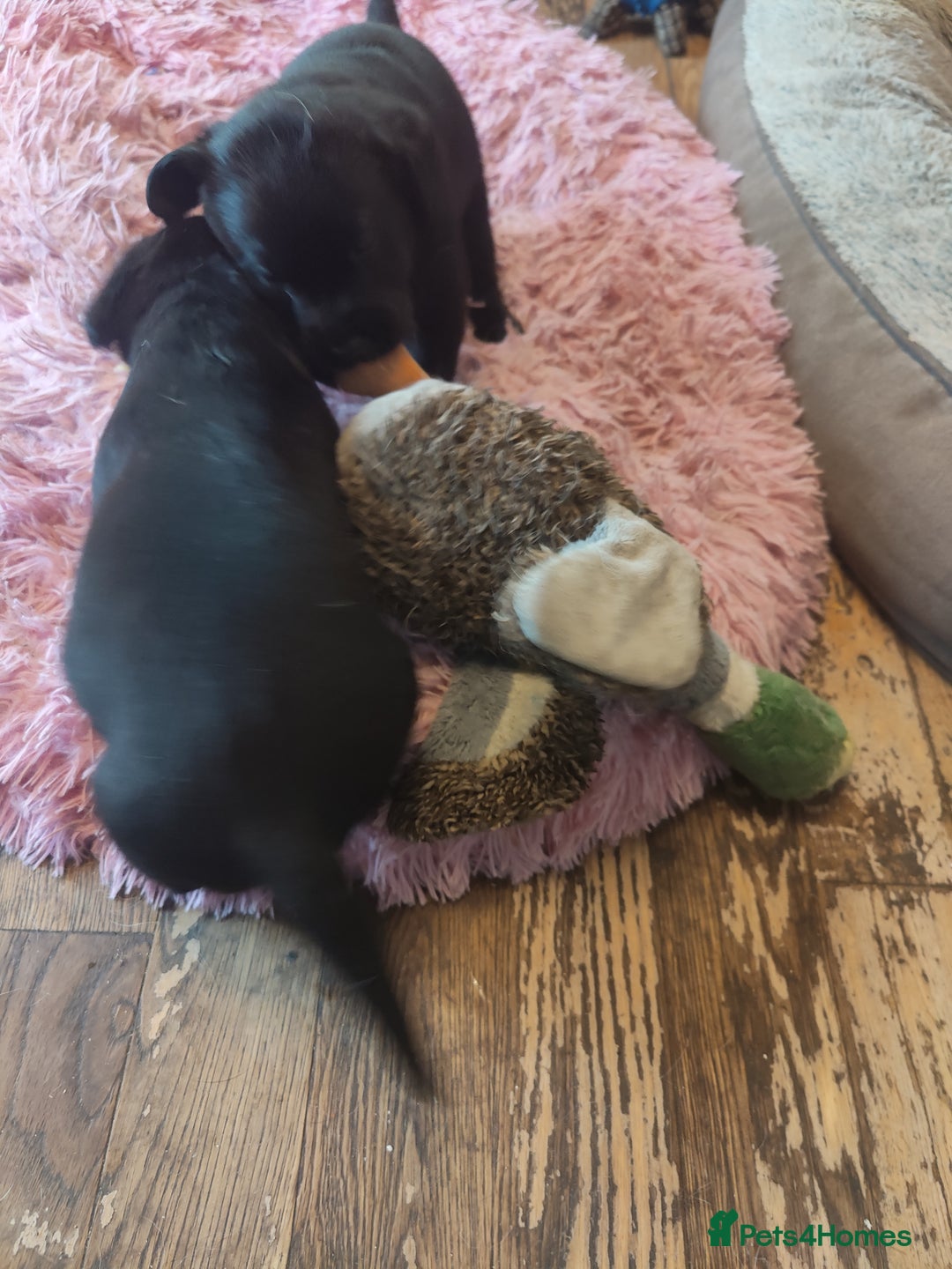 Labrador Retriever dogs for sale: Beautiful pedigree black Labrador pup's  - Image 15